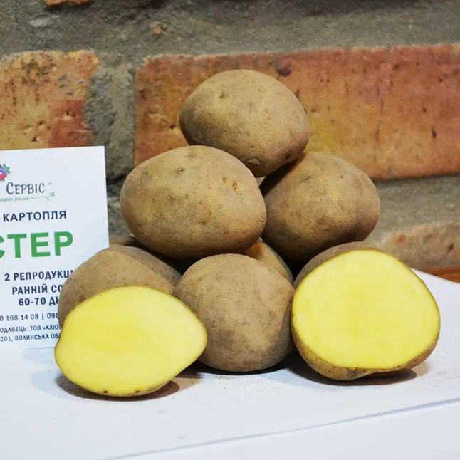 Картопля посадкова "Твістер",  перша репродукція — Photo 1