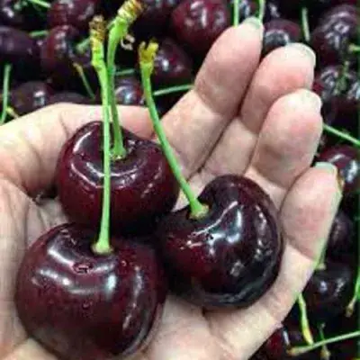 🍒 Черешня Наполеон 