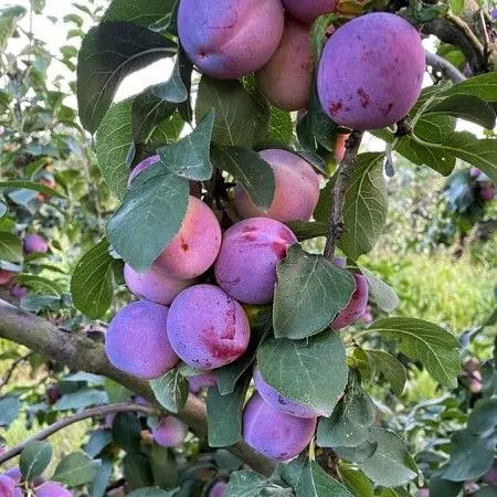 🌳 Слива Ренклод Київський