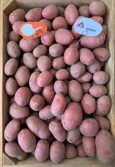 Картопля насіннєва  " Алюетт ", 2,5 кг, перша репродукція — Photo 2