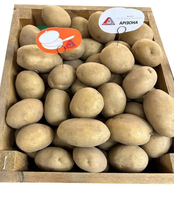 Картопля насіннєва Арізона, перша репродукція