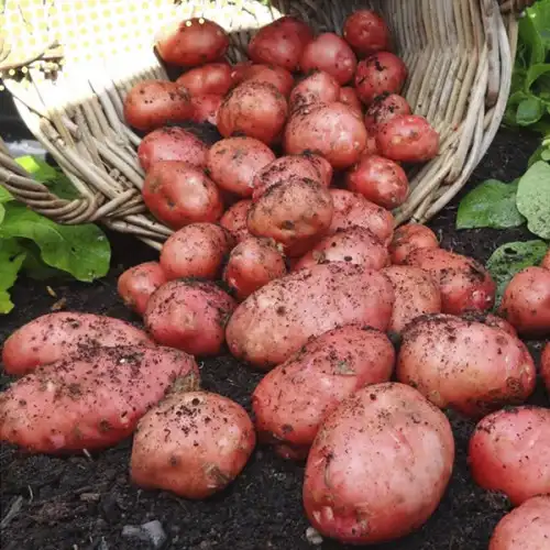 Картопля насіннєва БеллаРоса, перша репродукція — Photo 5