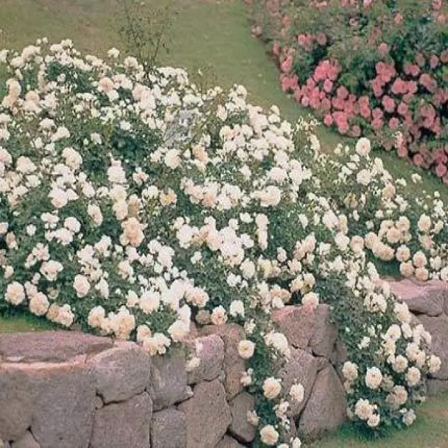 Троянда Свані (Swany) - одна з найпопулярнішших грунтопокривних троянд — Photo 2