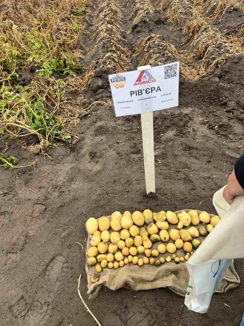 Картопля посадкова " Рів'єра ", перша репродукція — Photo 2