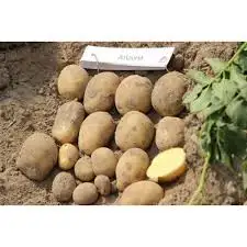 Картопля насіннєва Арізона, перша репродукція — Photo 3
