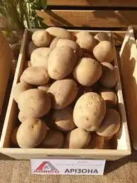 Картопля насіннєва Арізона, перша репродукція — Photo 2