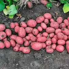 Картопля насіннєва  " Алюетт ", 2,5 кг, перша репродукція — Photo 4