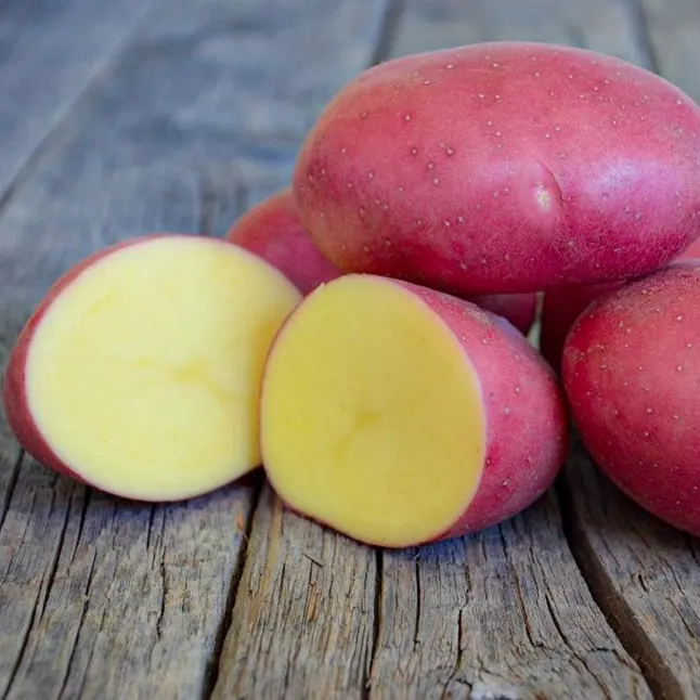 Картопля насіннєва БеллаРоса, перша репродукція