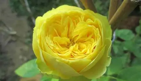 Троянда Лимон Помпон (Lemon Pompon)  — Photo 2