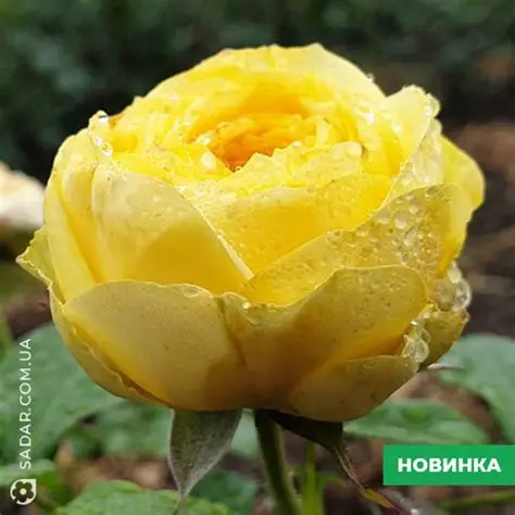 Троянда Лимон Помпон (Lemon Pompon)  — Photo 1