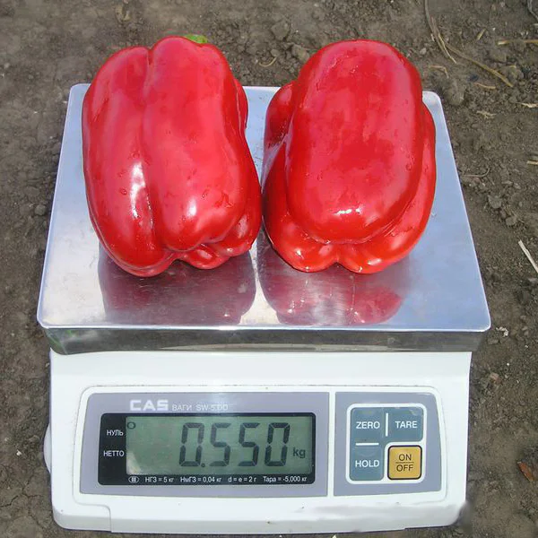 Солодкий перець Геркулес f1 — Photo 1