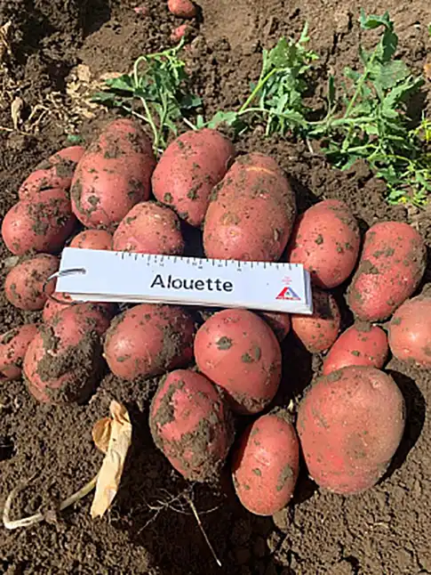 Картопля насіннєва  " Алюетт ", 2,5 кг, перша репродукція