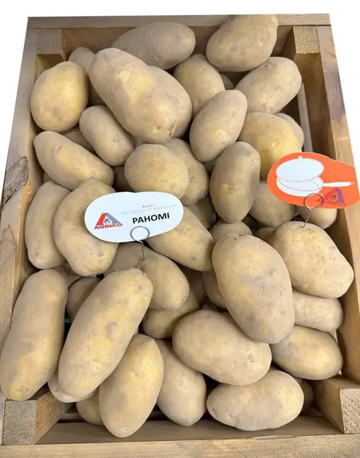 Картопля посадкова " Раномі ", перша репродукція
