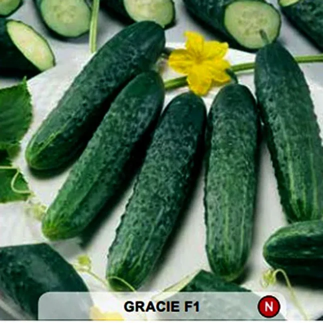 Огірок Gracie F1 50 шт, (Semo)