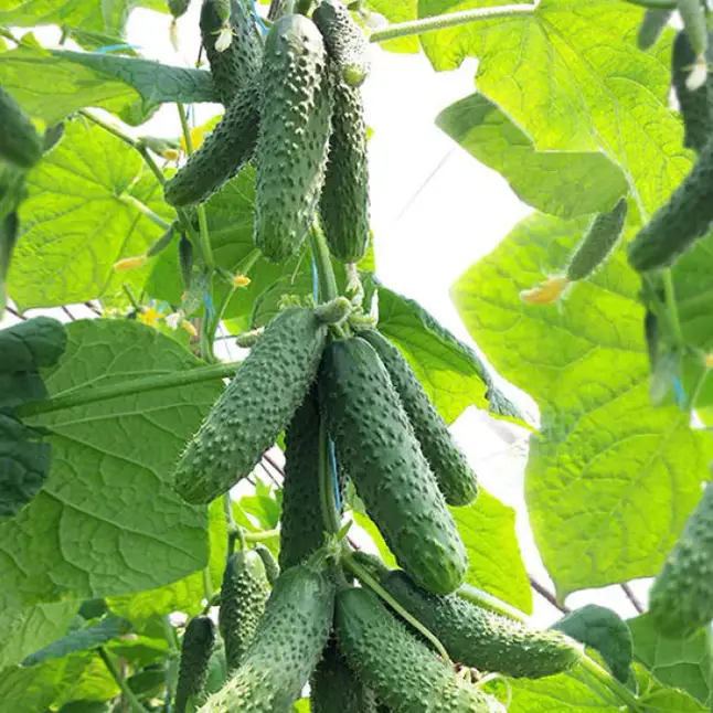 Огірок Ніборі f1 10 шт (власне фасування), Kitano Seeds — Photo 1