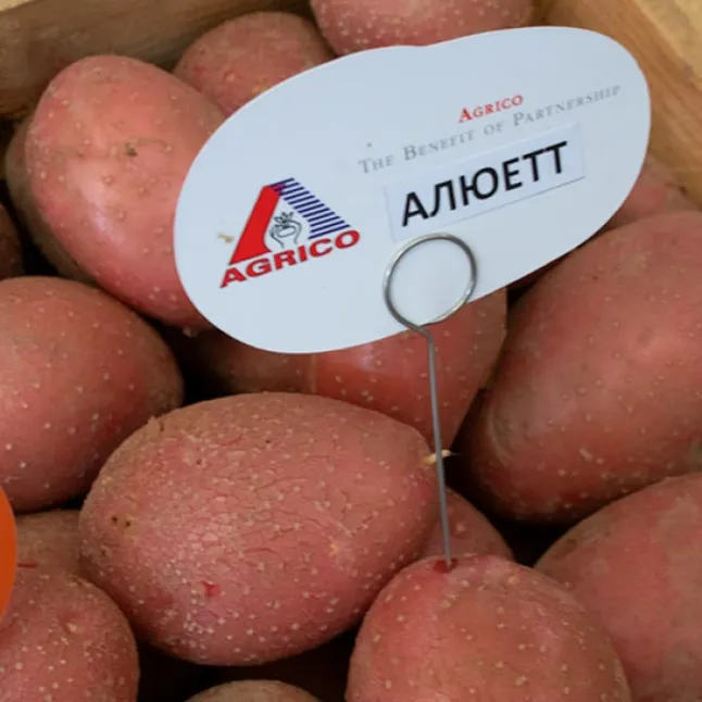 Картопля насіннєва  " Алюетт ", 2,5 кг, перша репродукція — Photo 3