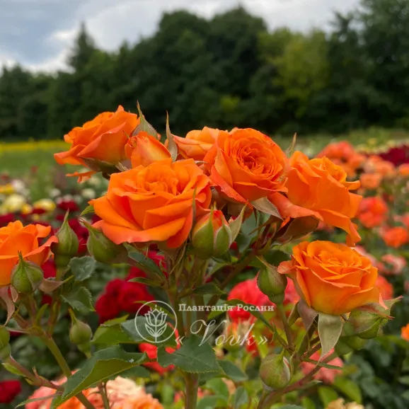 Троянда Клемантина — Photo 1