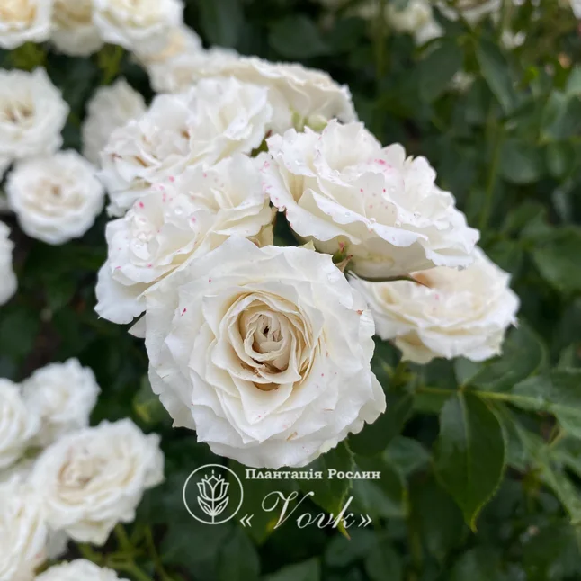 Троянда Вайт Леді  ( (White Lady)