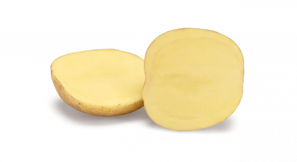 Картопля посадкова "Твістер",  перша репродукція — Photo 5