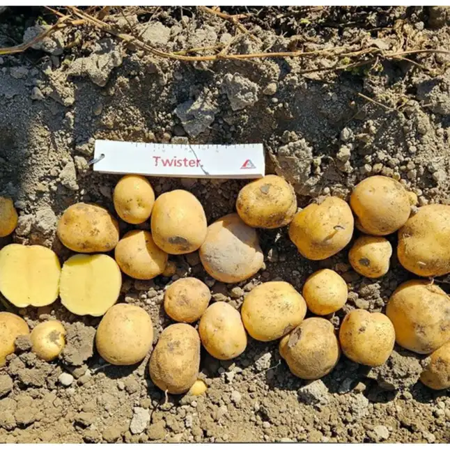 Картопля посадкова "Твістер",  перша репродукція — Photo 3