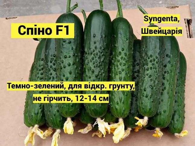 Огірок Спіно f1 10 шт (власне фасування), Syngenta