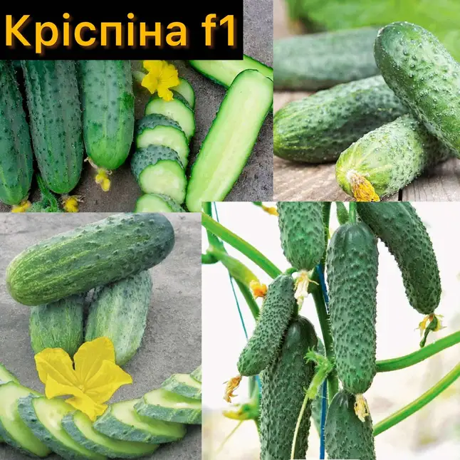 Огірок Кріспіна F1 10 шт (власне фасування), Nunhems