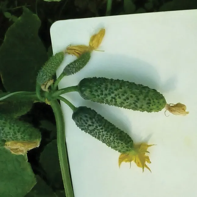 Огірок Ніборі f1 10 шт (власне фасування), Kitano Seeds — Photo 2