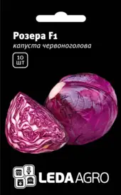 Капуста червоноголова — Photo 1