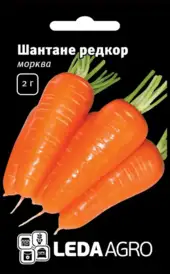 Насіння моркви — Photo 1