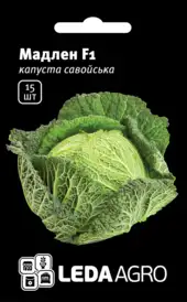 Капуста савойська — Photo 2