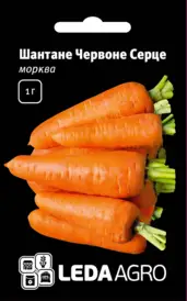 Насіння моркви — Photo 16