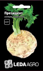 Насіння селери — Photo 1